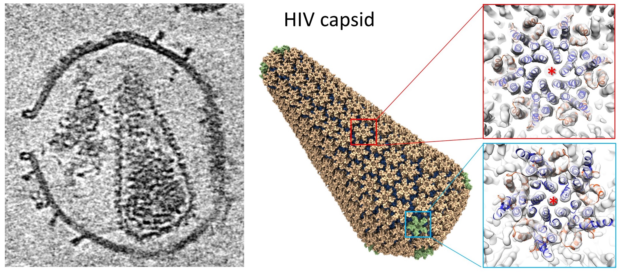 Using toxins to study HIV - - Diamond Light Source